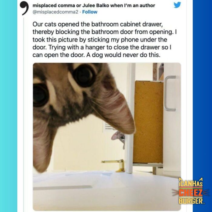 The Original Cat Meme Page Is Still Going Strong: Here Are Some Of The Funniest Posts From I Can Has Cheezburger (50 Pics)