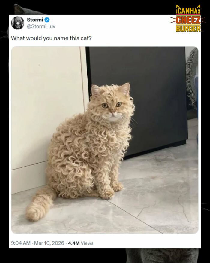 The Original Cat Meme Page Is Still Going Strong: Here Are Some Of The Funniest Posts From I Can Has Cheezburger (50 Pics)