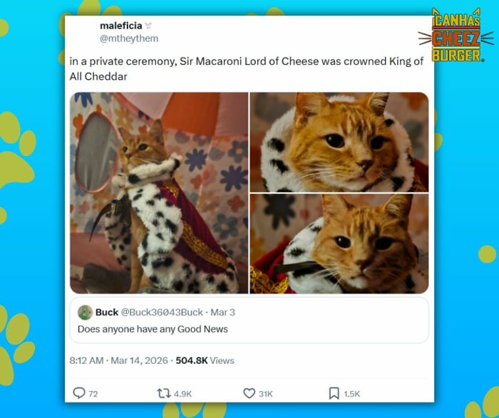 The Original Cat Meme Page Is Still Going Strong: Here Are Some Of The Funniest Posts From I Can Has Cheezburger (50 Pics)