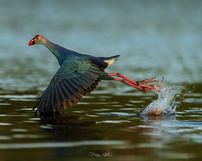 “Grey-Headed Swamphen Taking Off”