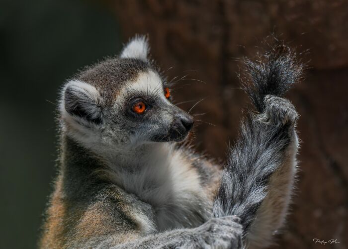“Lemur Inspecting Its Tail After Grooming”