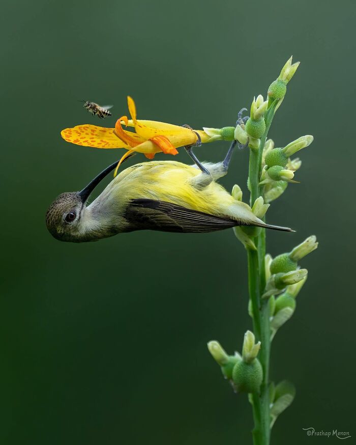 “Little Spiderhunter”