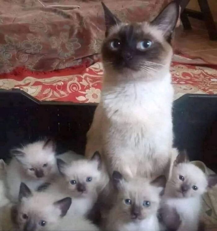40 Adorable Cat Photos That Are Guaranteed To Melt Your Stress Away (New Pics)