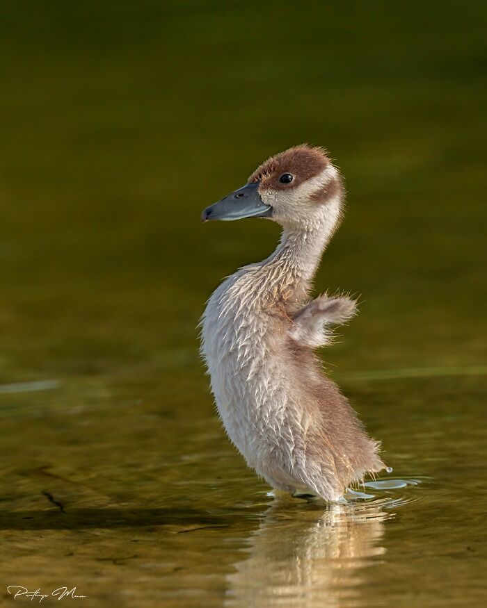 “Whistling Duckling”