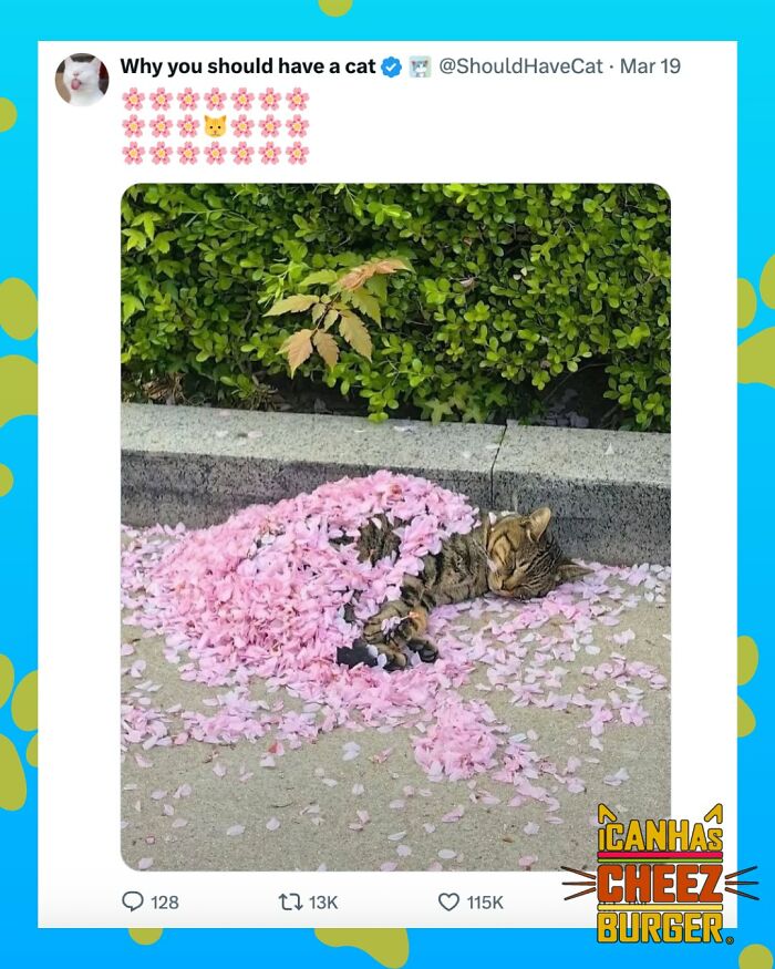 The Original Cat Meme Page Is Still Going Strong: Here Are Some Of The Funniest Posts From I Can Has Cheezburger (50 Pics)