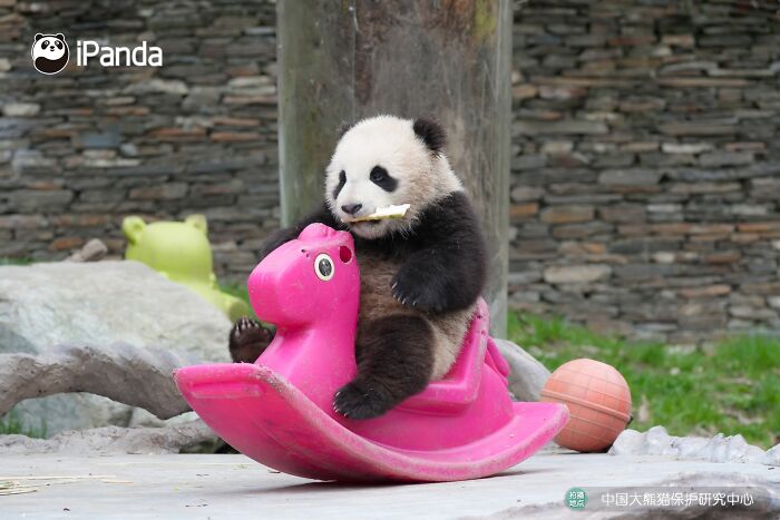This Adorable Panda Page Is So Cute, You Won’t Be Able To Stop Smiling (25 Pics)