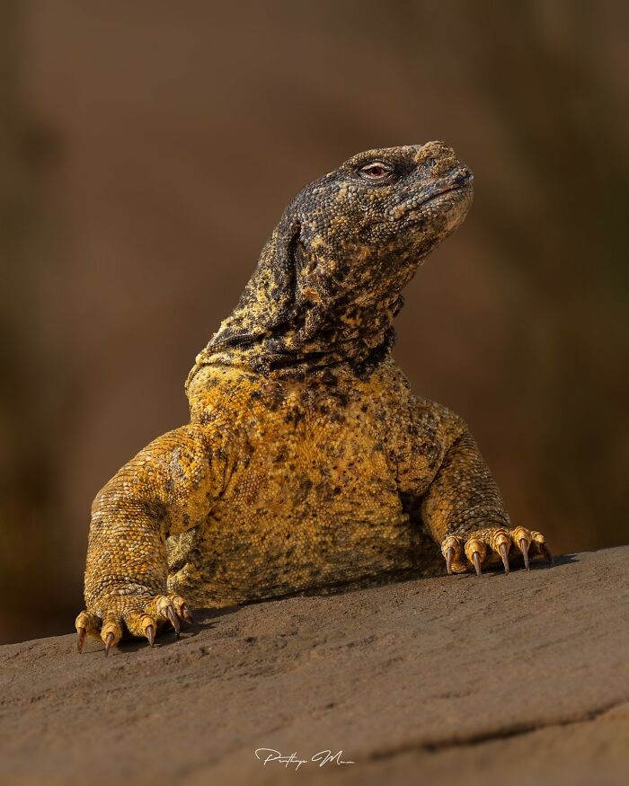 “Egyptian Spiny-Tailed Lizard”