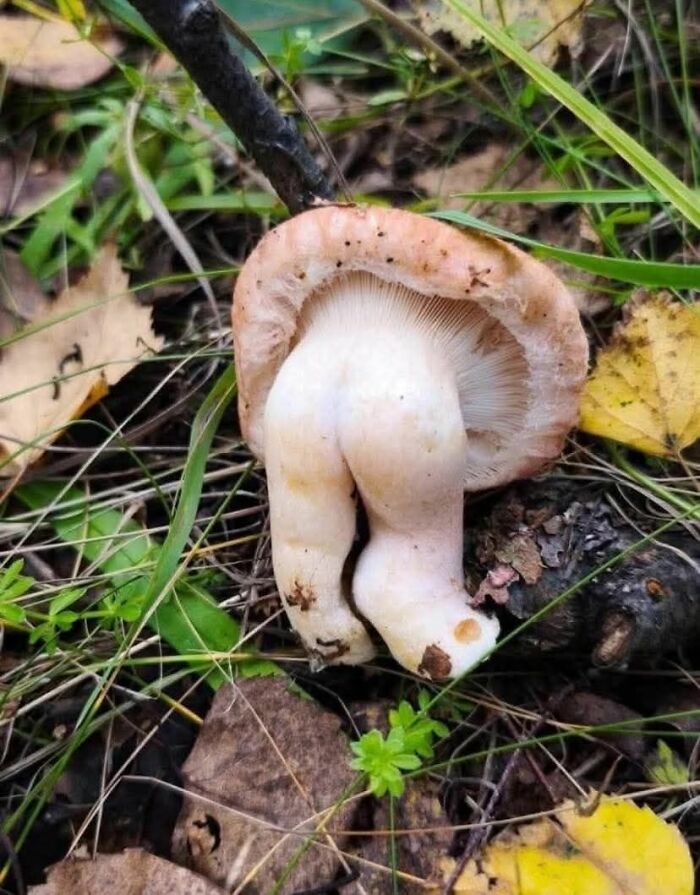 33 Times People Spotted Hidden Faces In Everyday Objects And Had To Share Them (New Pics)