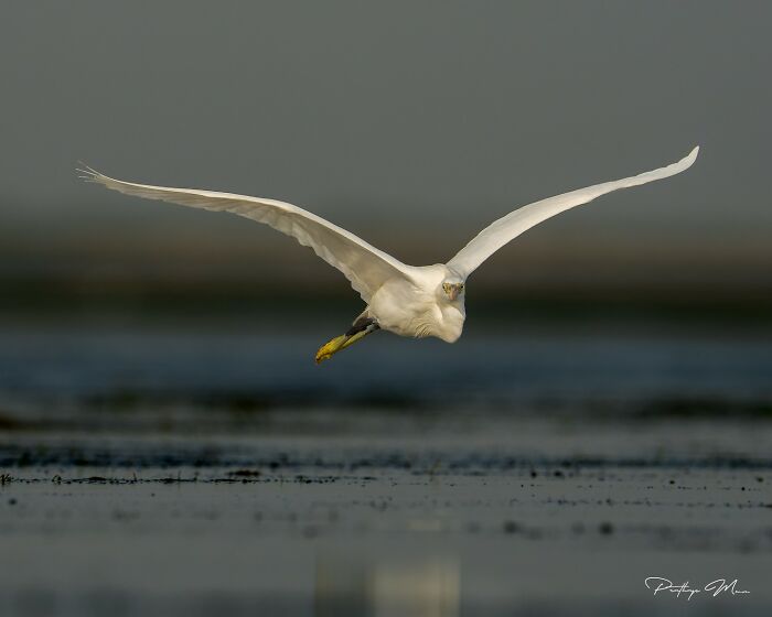 “Western Reef Heron”