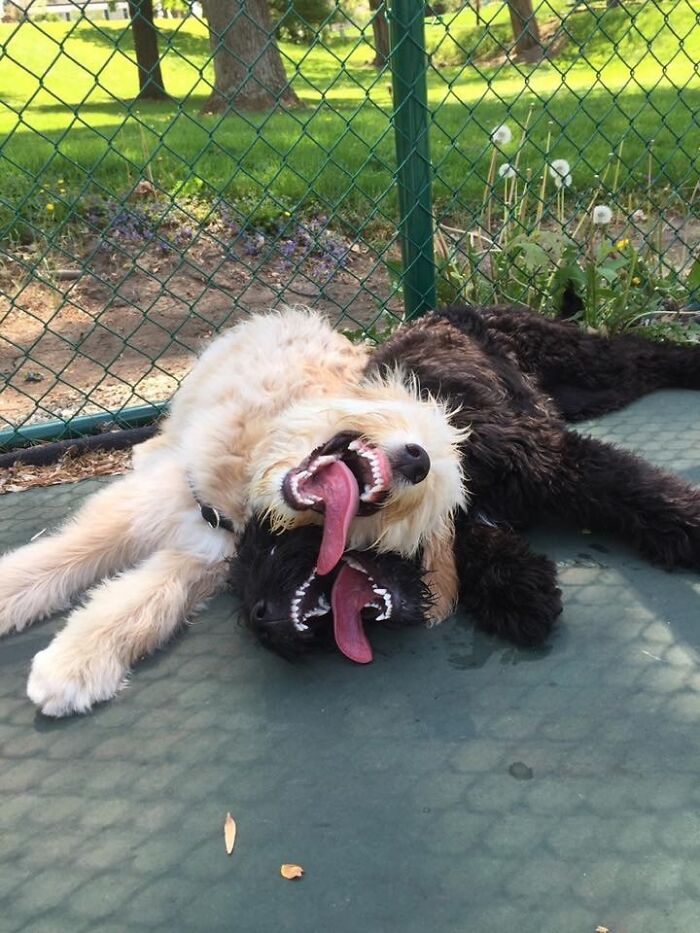 Two unhinged pets playfully wrestling on the ground with tongues out, showing adorable chaotic energy outdoors.