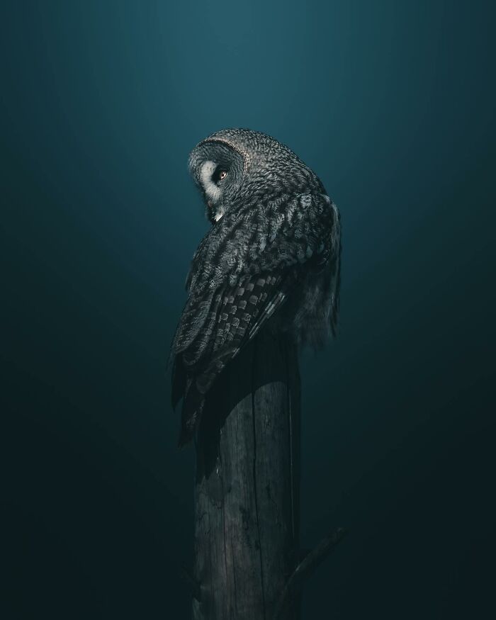 40 New Atmospheric Wildlife Photos By Magnus Berggren That Look Like Scenes From A Nordic Fairytale