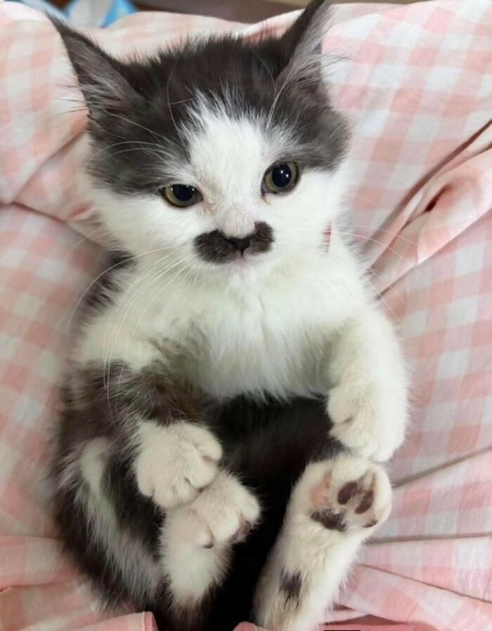 33 Wholesome And Funny Animal Pics That Will Instantly Make Your Day Better (New Pics)