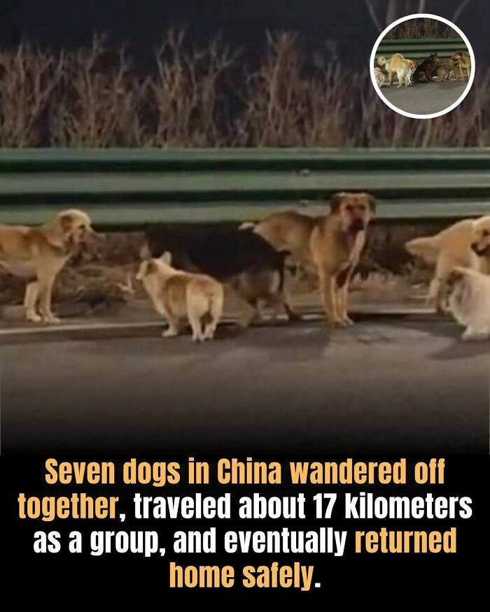 This Facebook Page With Over Half A Million Followers Is Sharing Some Of The Most Heartwarming Animal Stories Online (25 Pics)