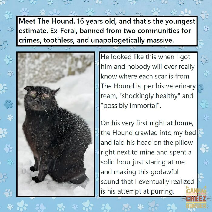 The Original Cat Meme Page Is Still Going Strong: Here Are Some Of The Funniest Posts From I Can Has Cheezburger (50 Pics)