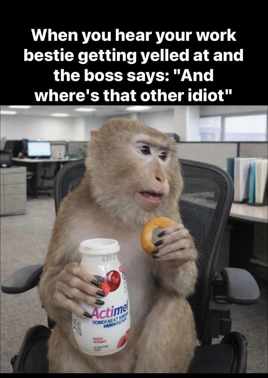 Monkey in office chair holding a snack and drink, reacting to a work situation, illustrating funny work memes about jobs.
