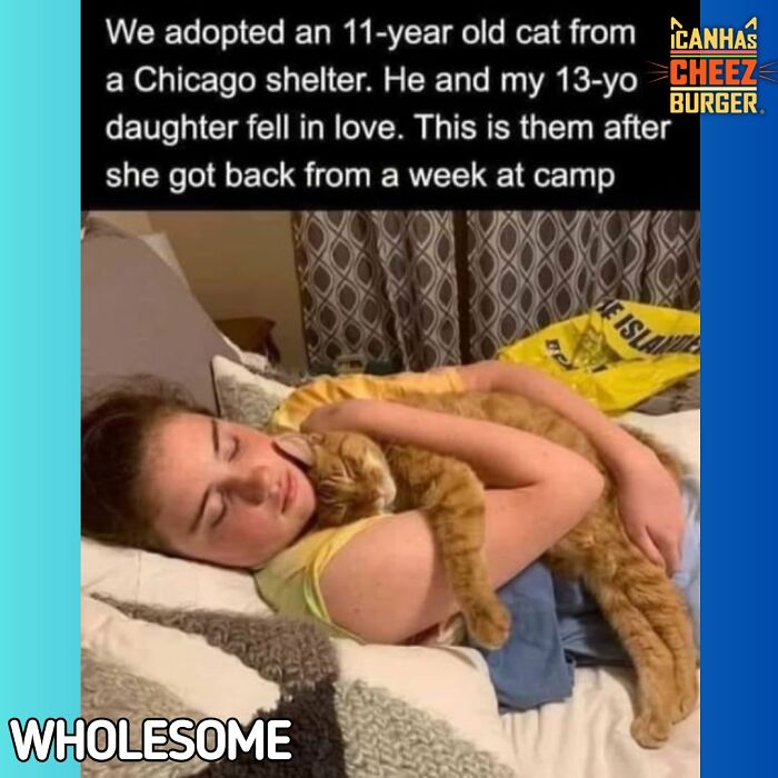 The Original Cat Meme Page Is Still Going Strong: Here Are Some Of The Funniest Posts From I Can Has Cheezburger (50 Pics)