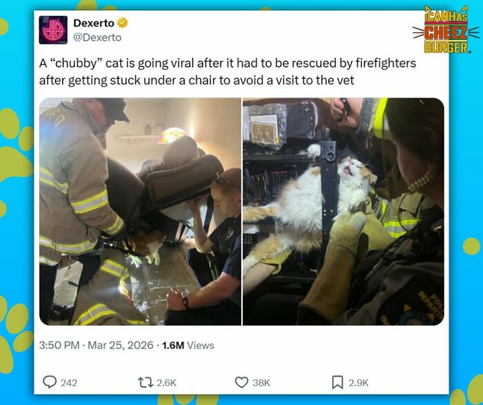 The Original Cat Meme Page Is Still Going Strong: Here Are Some Of The Funniest Posts From I Can Has Cheezburger (50 Pics)