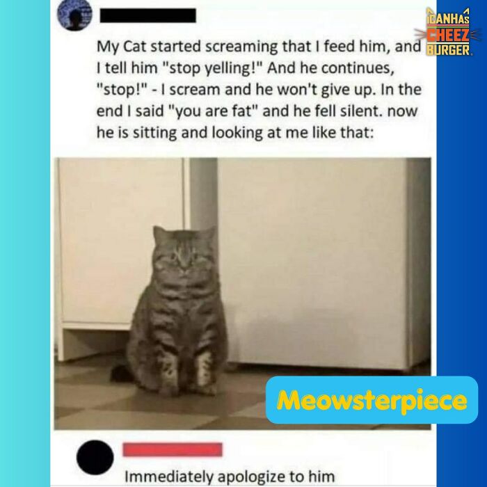 The Original Cat Meme Page Is Still Going Strong: Here Are Some Of The Funniest Posts From I Can Has Cheezburger (50 Pics)