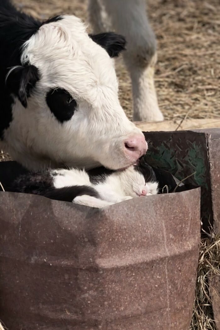 33 Wholesome And Funny Animal Pics That Will Instantly Make Your Day Better (New Pics)