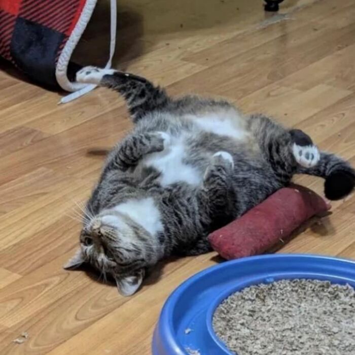 40 Adorable Cat Photos That Are Guaranteed To Melt Your Stress Away (New Pics)
