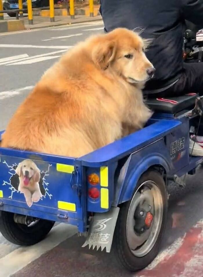 33 Wholesome And Funny Animal Pics That Will Instantly Make Your Day Better (New Pics)