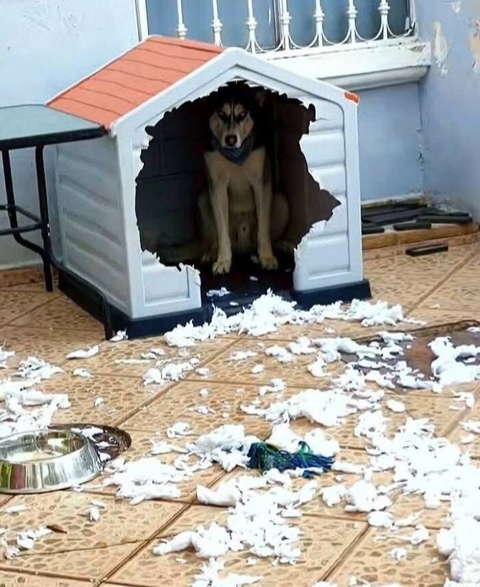 33 Wholesome And Funny Animal Pics That Will Instantly Make Your Day Better (New Pics)