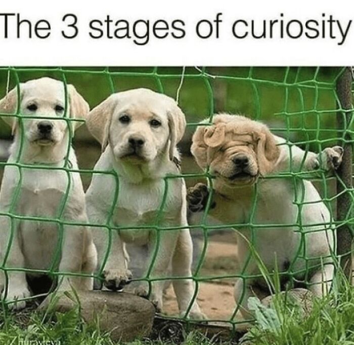 Three adorable dogs showing stages of curiosity behind a green fence, capturing cute and funny moments.