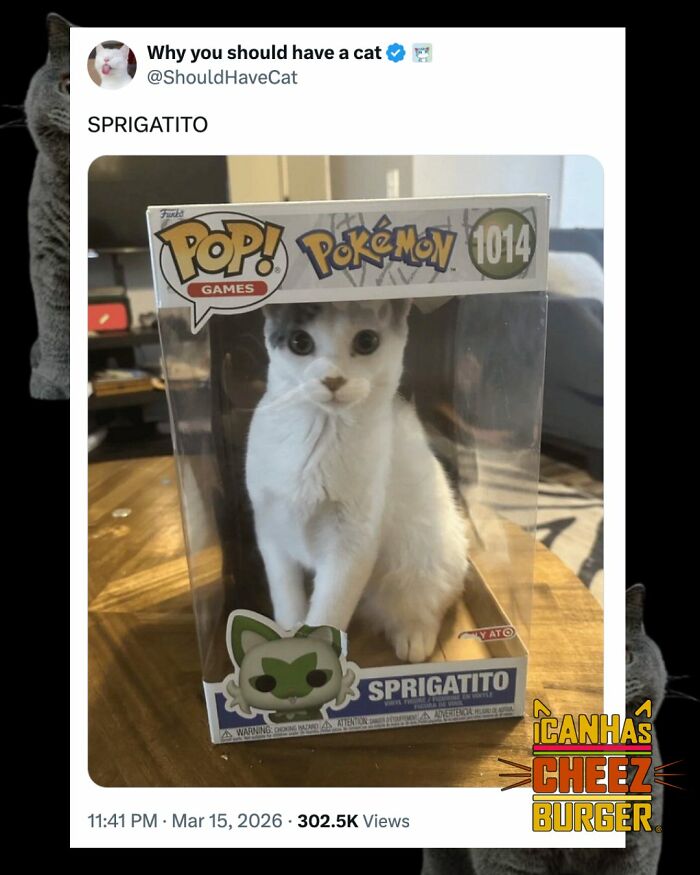 The Original Cat Meme Page Is Still Going Strong: Here Are Some Of The Funniest Posts From I Can Has Cheezburger (50 Pics)