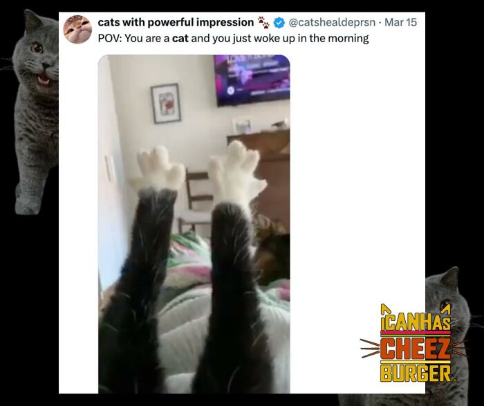 The Original Cat Meme Page Is Still Going Strong: Here Are Some Of The Funniest Posts From I Can Has Cheezburger (50 Pics)