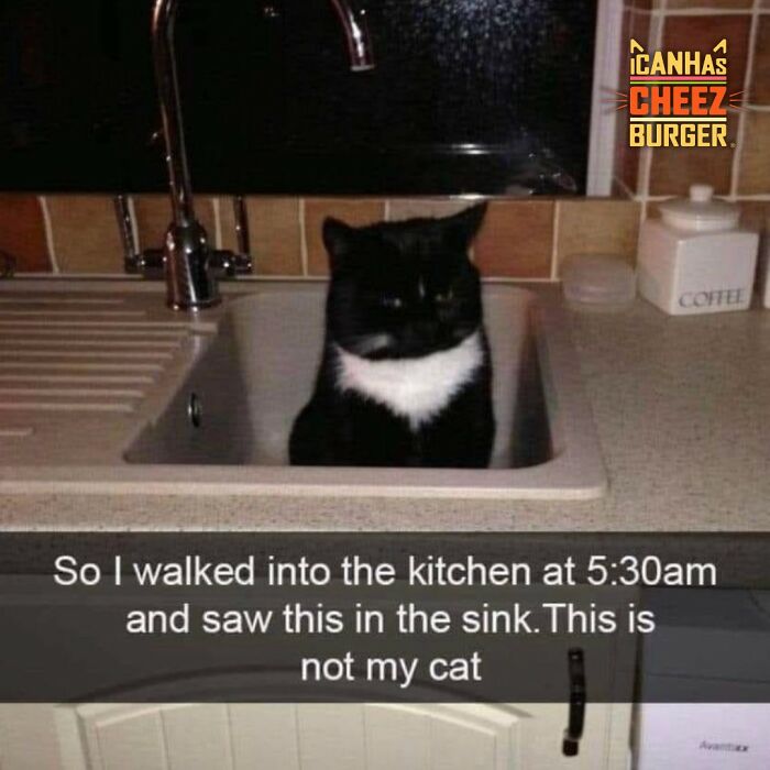 The Original Cat Meme Page Is Still Going Strong: Here Are Some Of The Funniest Posts From I Can Has Cheezburger (50 Pics)