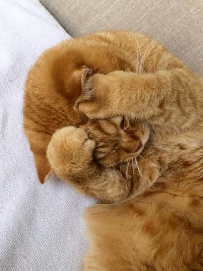 40 Adorable Cat Photos That Are Guaranteed To Melt Your Stress Away (New Pics)