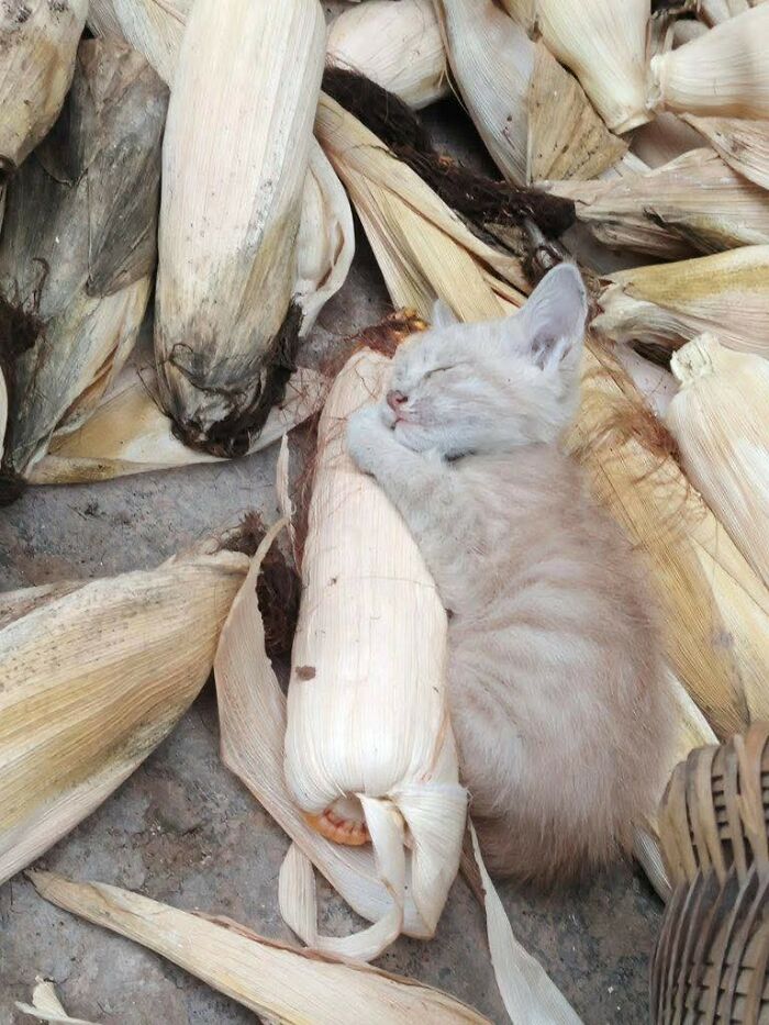 33 Wholesome And Funny Animal Pics That Will Instantly Make Your Day Better (New Pics)