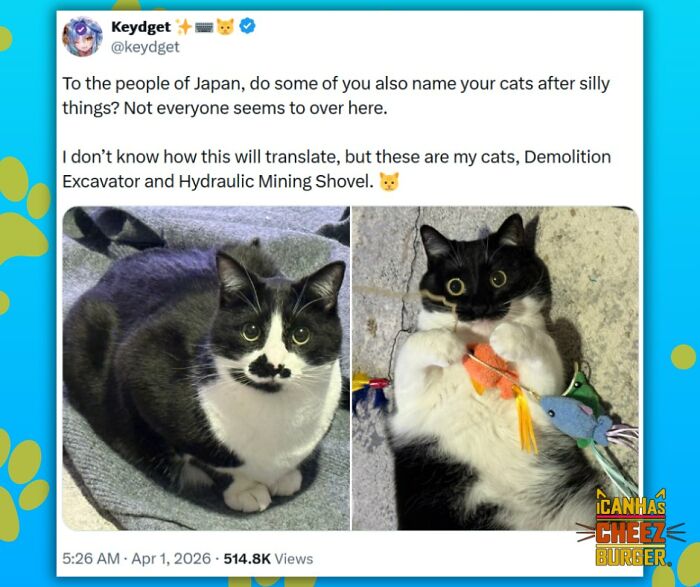 The Original Cat Meme Page Is Still Going Strong: Here Are Some Of The Funniest Posts From I Can Has Cheezburger (50 Pics)