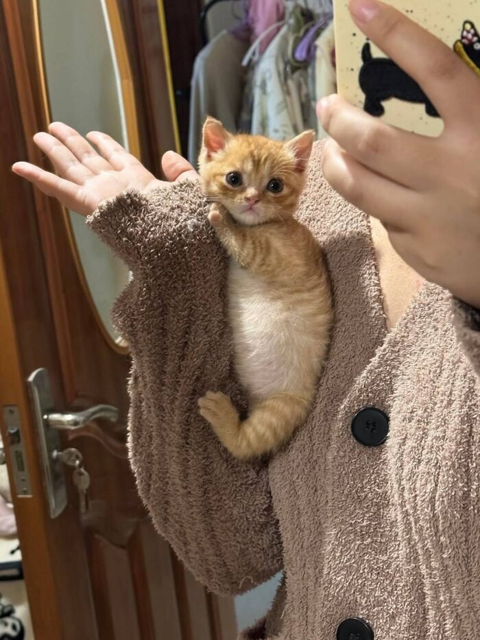 40 Adorable Cat Photos That Are Guaranteed To Melt Your Stress Away (New Pics)