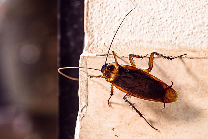 Close-up of a nasty and revolting cockroach on a light-colored wall, a sight medical workers wish to unsee.