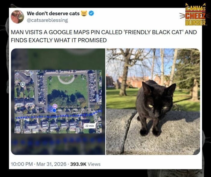 The Original Cat Meme Page Is Still Going Strong: Here Are Some Of The Funniest Posts From I Can Has Cheezburger (50 Pics)