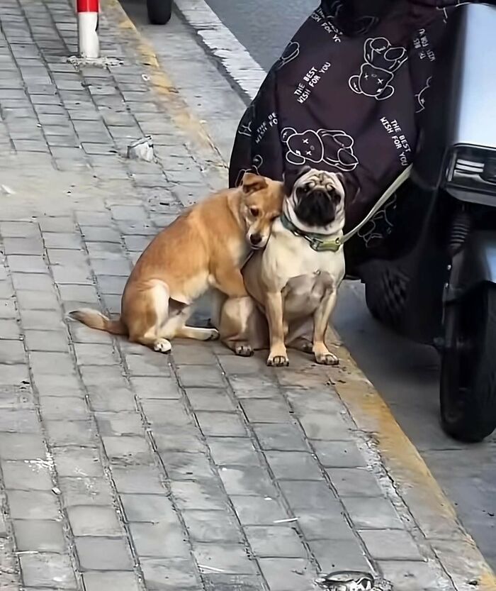 33 Wholesome And Funny Animal Pics That Will Instantly Make Your Day Better (New Pics)