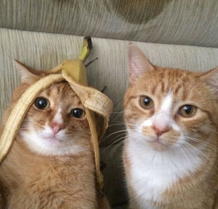 33 Wholesome And Funny Animal Pics That Will Instantly Make Your Day Better (New Pics)