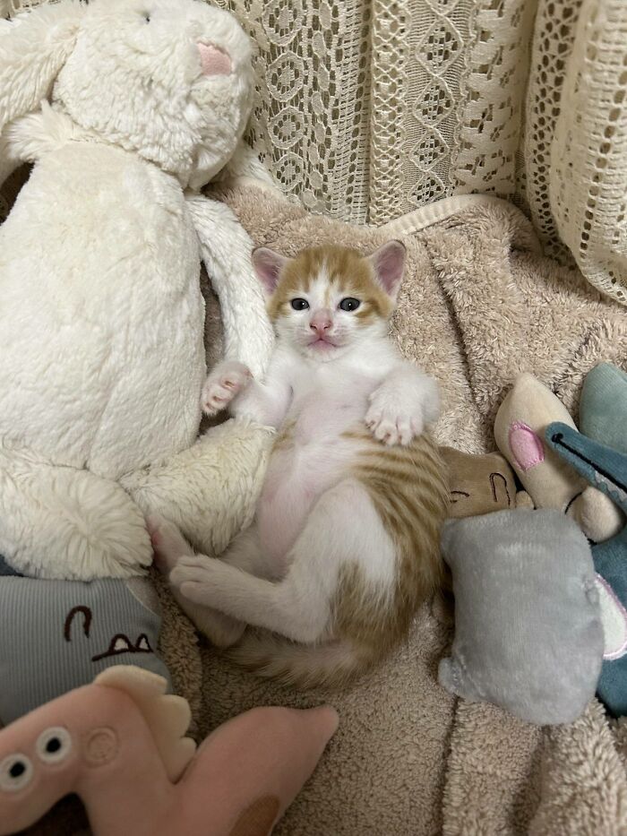 40 Adorable Cat Photos That Are Guaranteed To Melt Your Stress Away (New Pics)