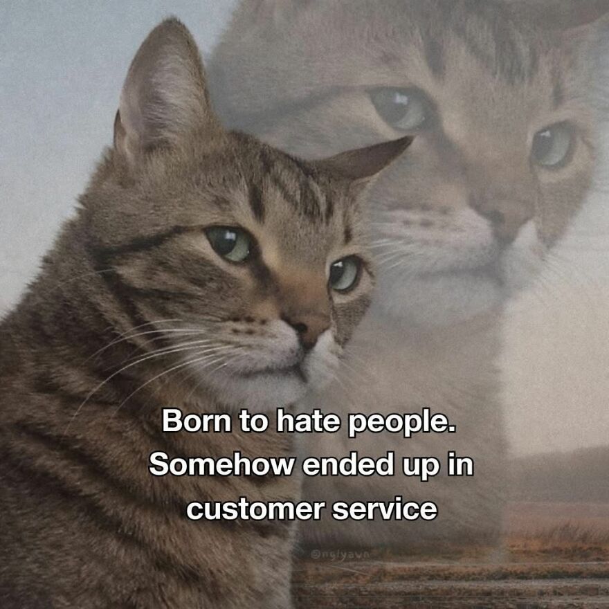 Cat meme about customer service frustration, reflecting work memes for those who wish they didn’t have a job.