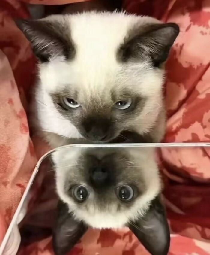 33 Wholesome And Funny Animal Pics That Will Instantly Make Your Day Better (New Pics)