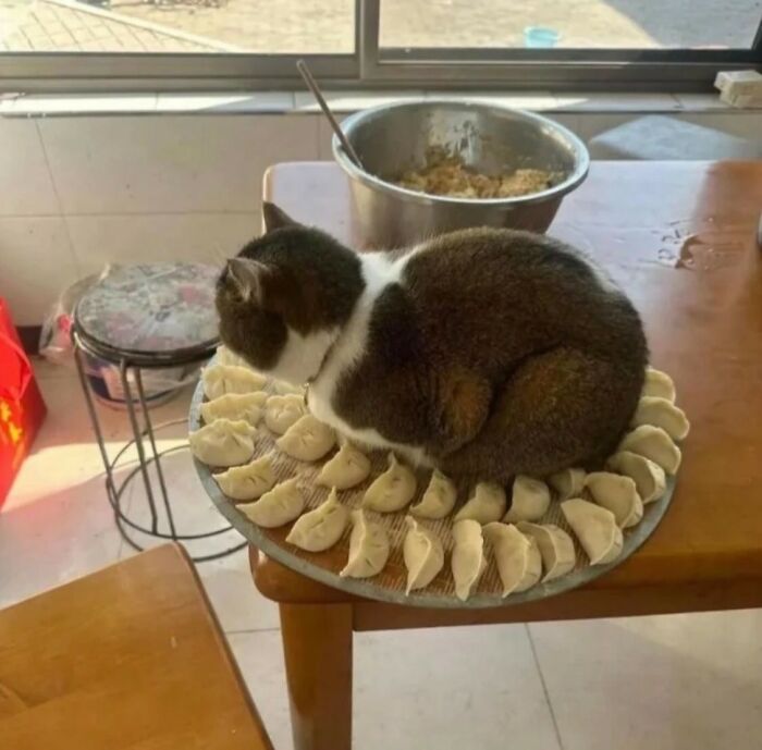 33 Wholesome And Funny Animal Pics That Will Instantly Make Your Day Better (New Pics)