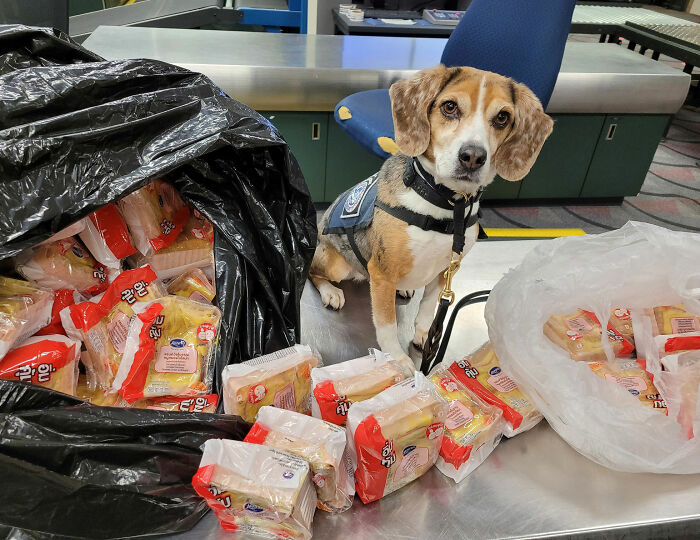 K-9 Beagle da alfândega dos EUA se torna uma sensação viral depois de pegar um passageiro com 100 sanduíches