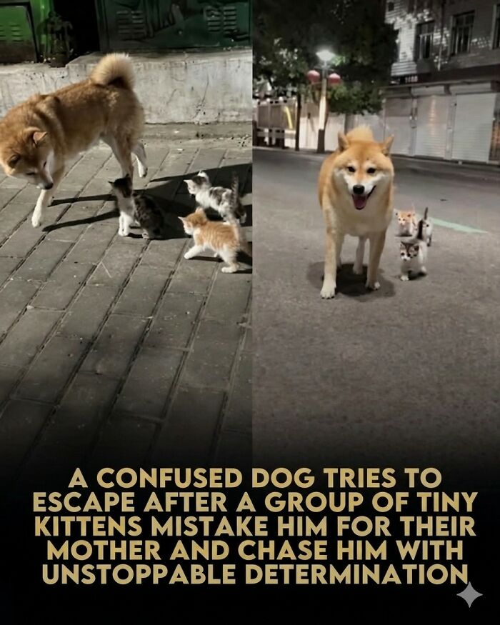 This Facebook Page With Over Half A Million Followers Is Sharing Some Of The Most Heartwarming Animal Stories Online (25 Pics)
