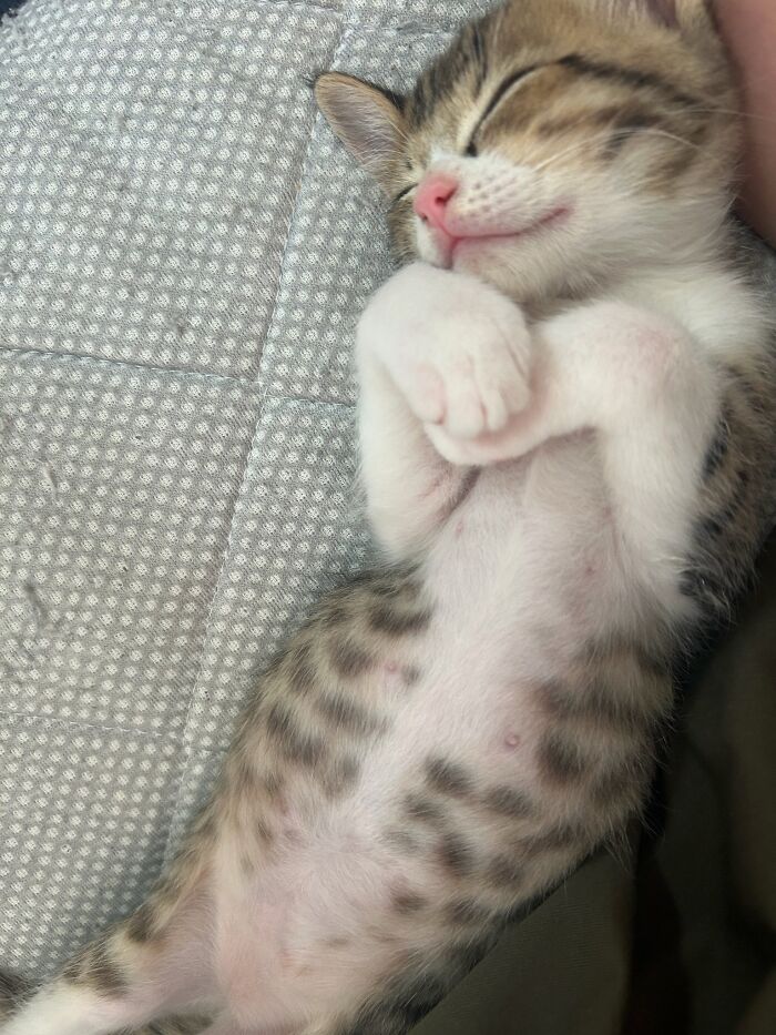 40 Adorable Cat Photos That Are Guaranteed To Melt Your Stress Away (New Pics)