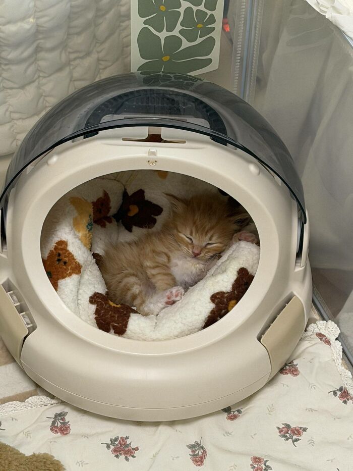 40 Adorable Cat Photos That Are Guaranteed To Melt Your Stress Away (New Pics)