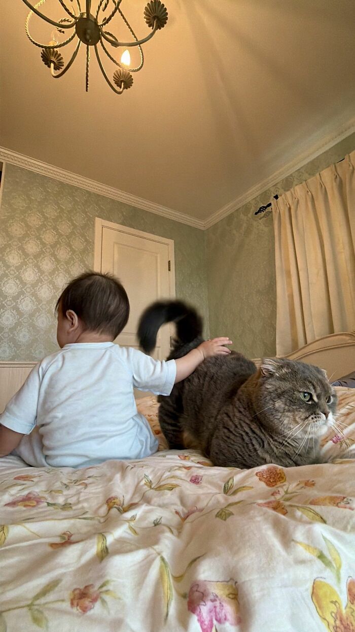 40 Adorable Cat Photos That Are Guaranteed To Melt Your Stress Away (New Pics)