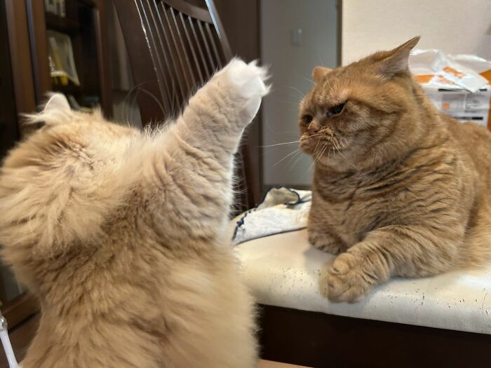 40 Adorable Cat Photos That Are Guaranteed To Melt Your Stress Away (New Pics)