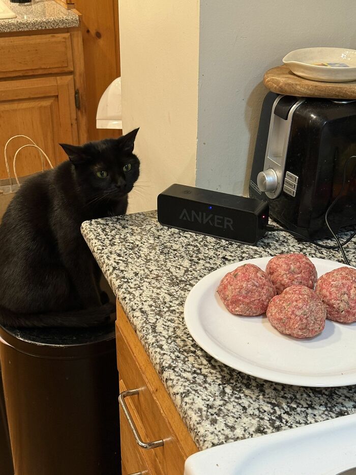 40 Adorable Cat Photos That Are Guaranteed To Melt Your Stress Away (New Pics)