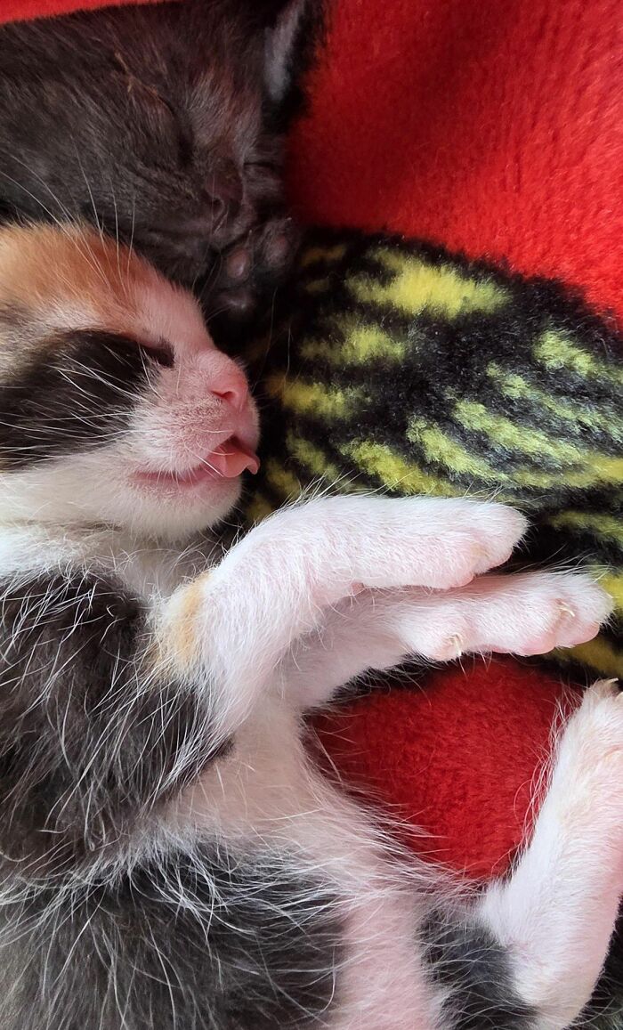 40 Adorable Cat Photos That Are Guaranteed To Melt Your Stress Away (New Pics)